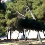 Nuovi alberi nella Pineta Comunale di Andria