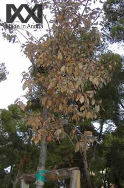 albero morto