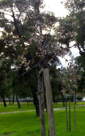 albero morto