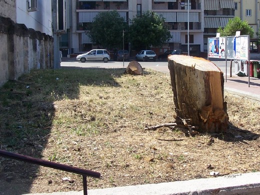 andria, pini secolari tagliati in via aldo moro