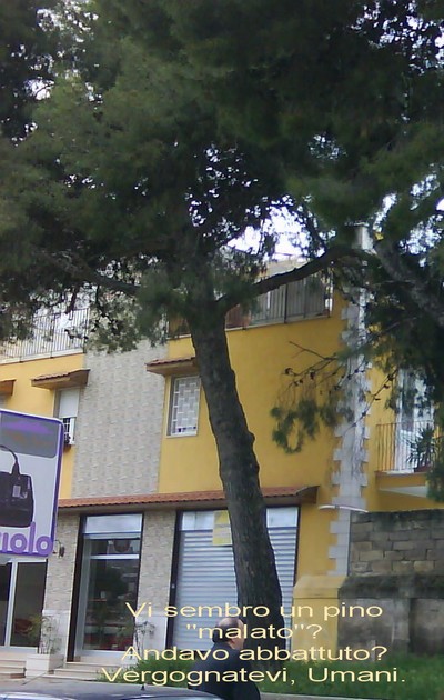 Albero Abbattuto Via A.Moro