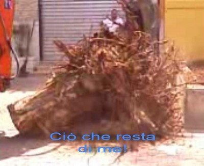 Albero Abbattuto Via A.Moro Cio Che Resta