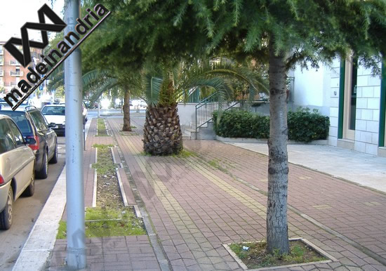 sulla pista ciclabile...gli alberi