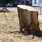 Villa Comunale, alberi tagliati per dare spazio alle bancarelle Villa Comunale, alberi tagliati per dare spazio alle bancarelle